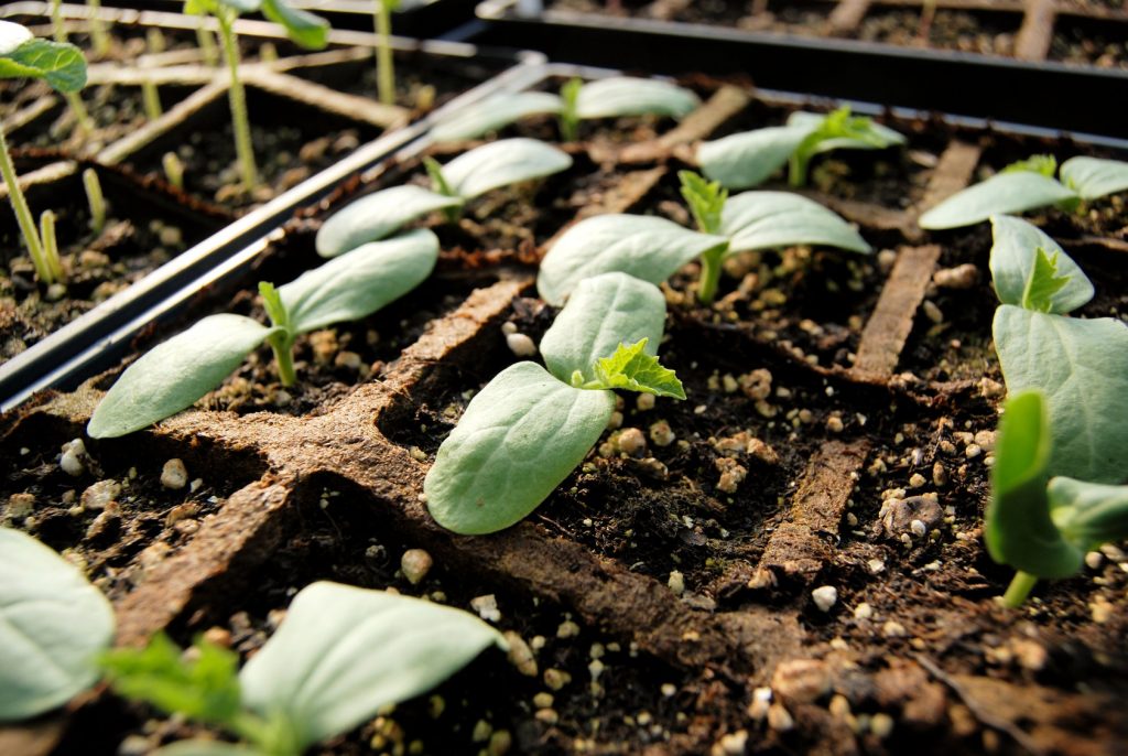 Fragile seedlings need a delicate touch and gentle watering.